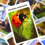 Cardline – Svět zvířat