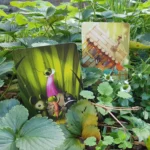 Dixit 10 Mirrors