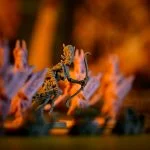 Ankh: Divinità Egizie