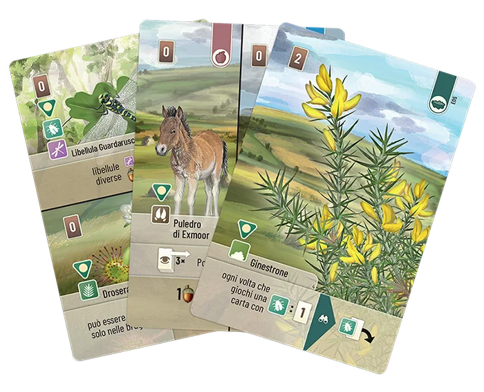 Forest Shuffle: Dartmoor – Exmoor card2